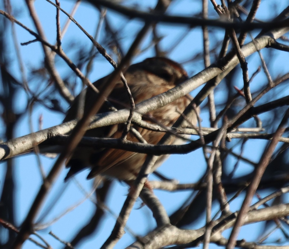 Song Sparrow - ML647485727