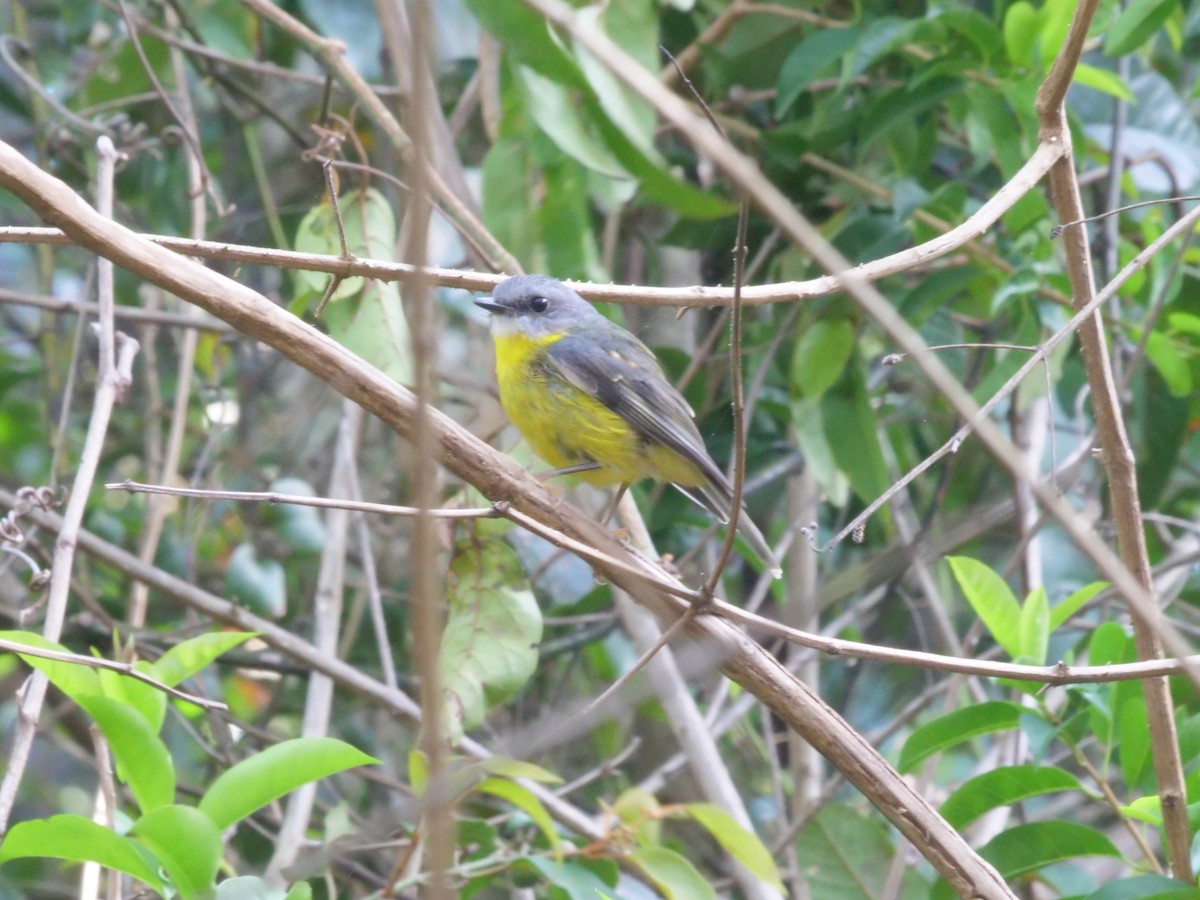 Eastern Yellow Robin - ML647485728