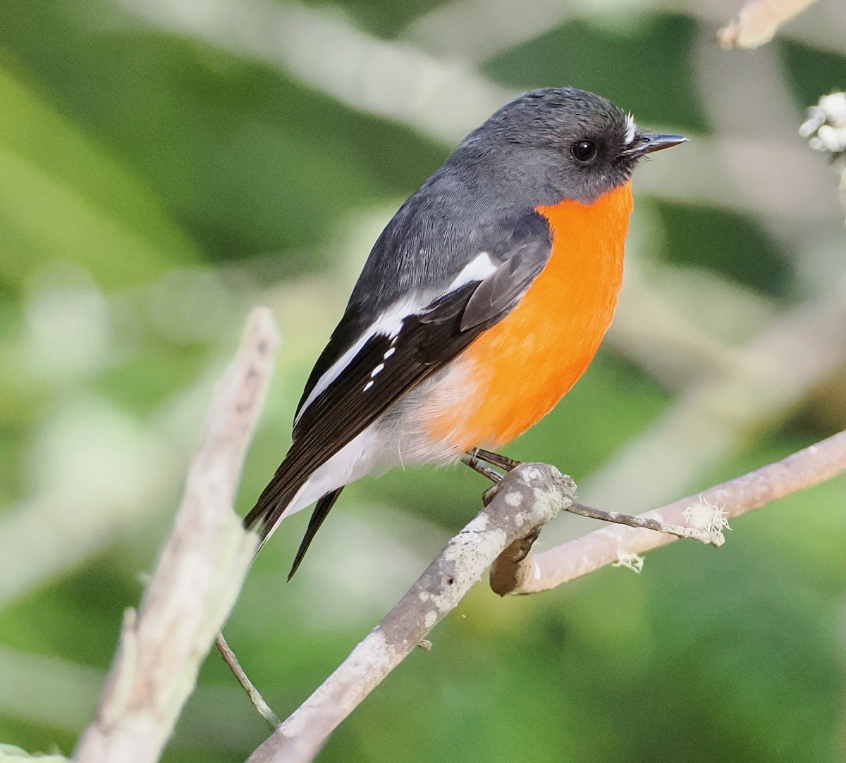 Flame Robin - ML647485732