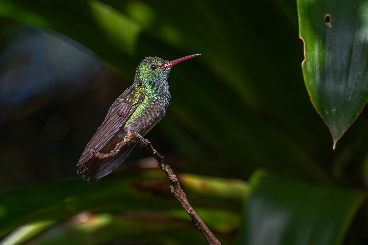 Rufous-tailed Hummingbird - ML647485746