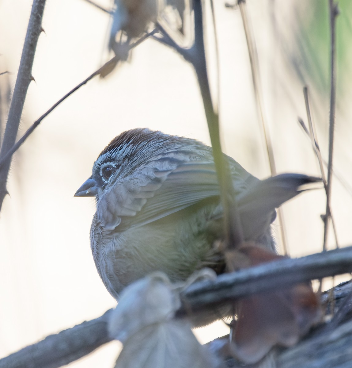 Oaxaca Sparrow - ML647485748