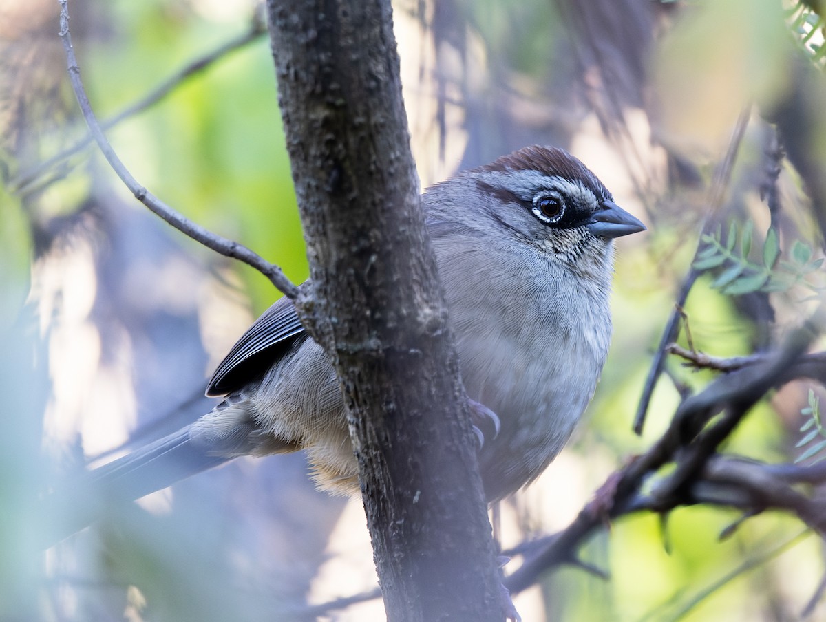 Oaxaca Sparrow - ML647485749