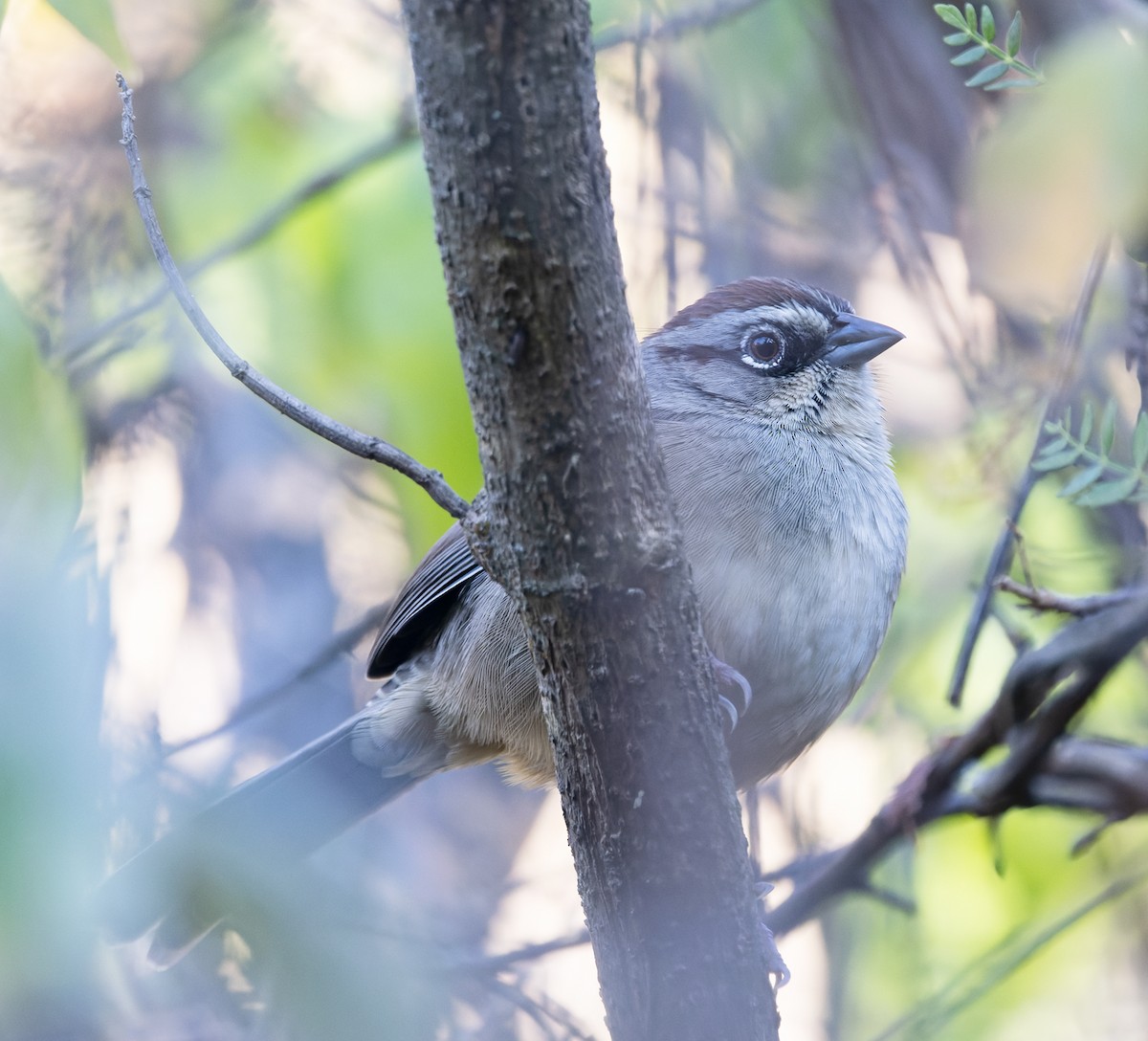 Oaxaca Sparrow - ML647485750