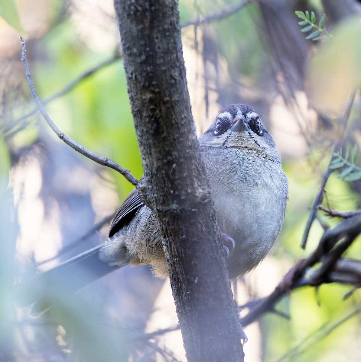 Oaxaca Sparrow - ML647485752