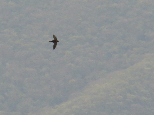 White-collared Swift - ML647485753