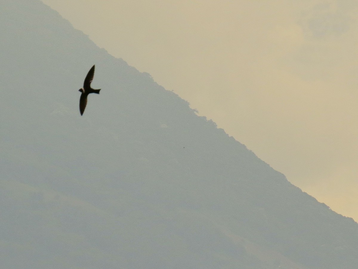 White-collared Swift - ML647485754