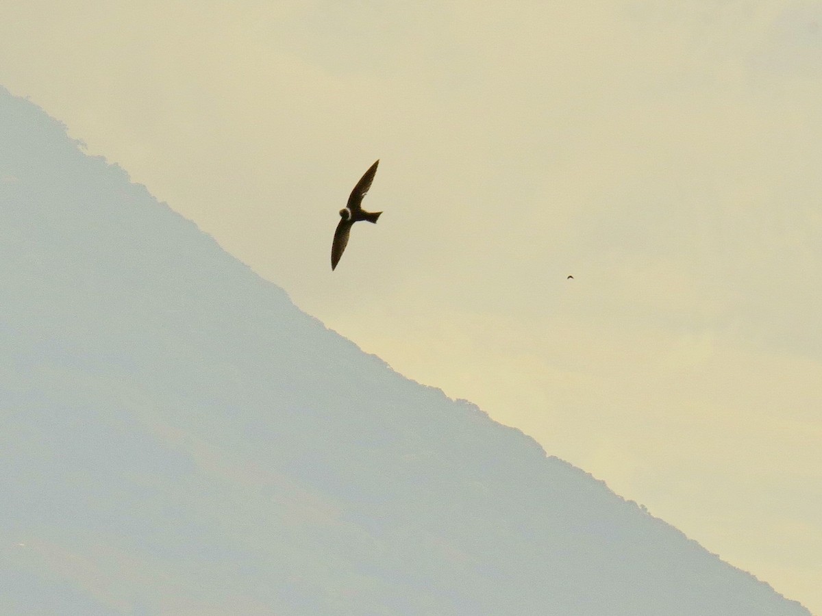 White-collared Swift - ML647485755