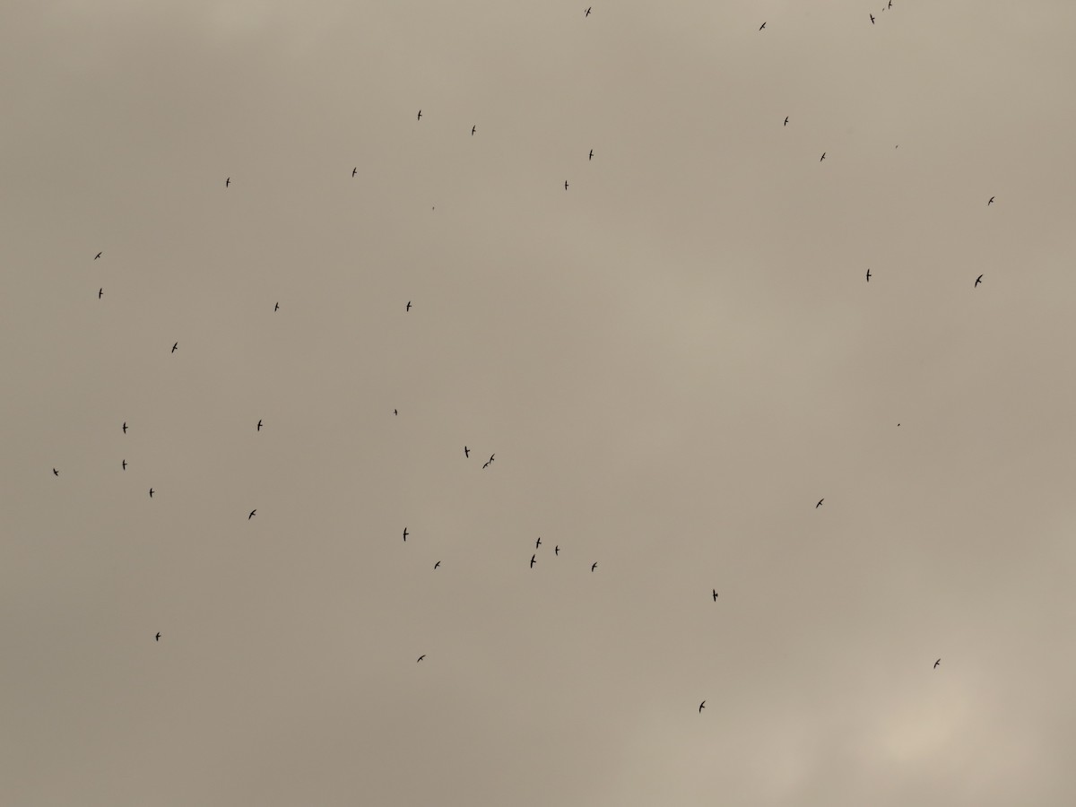 White-collared Swift - ML647485756