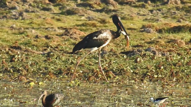 Asya Jabirusu - ML647485774