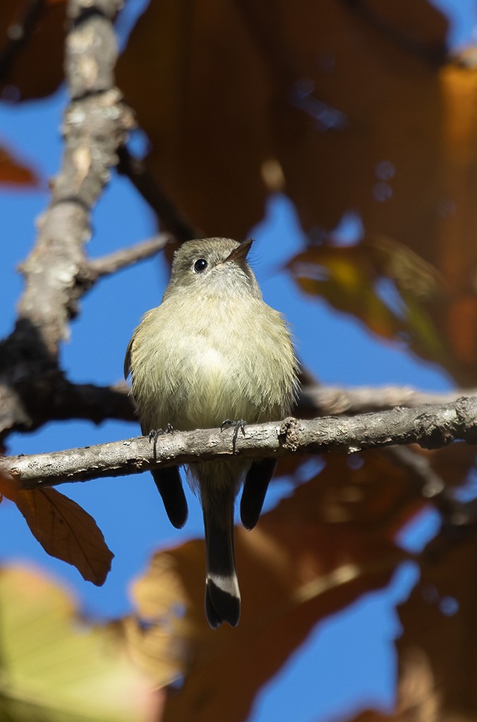 Hammond's Flycatcher - ML647485775