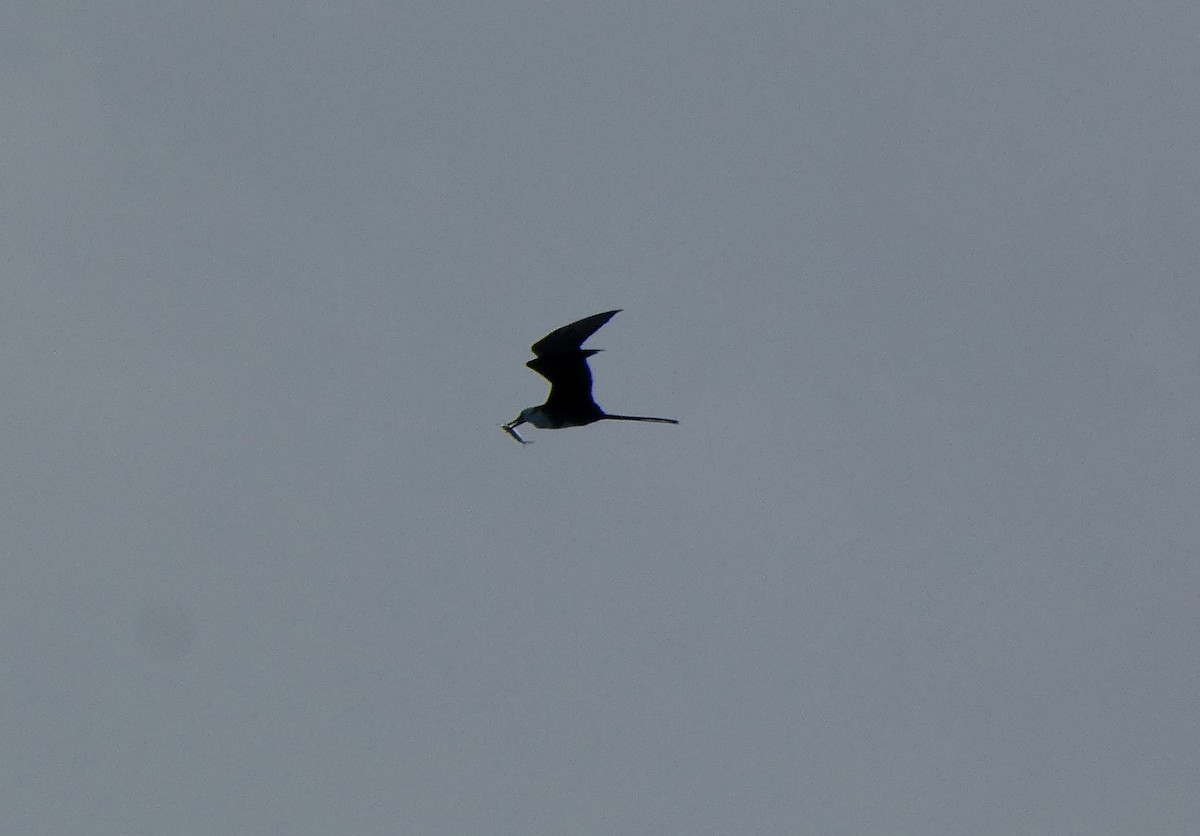 Magnificent Frigatebird - ML647485803