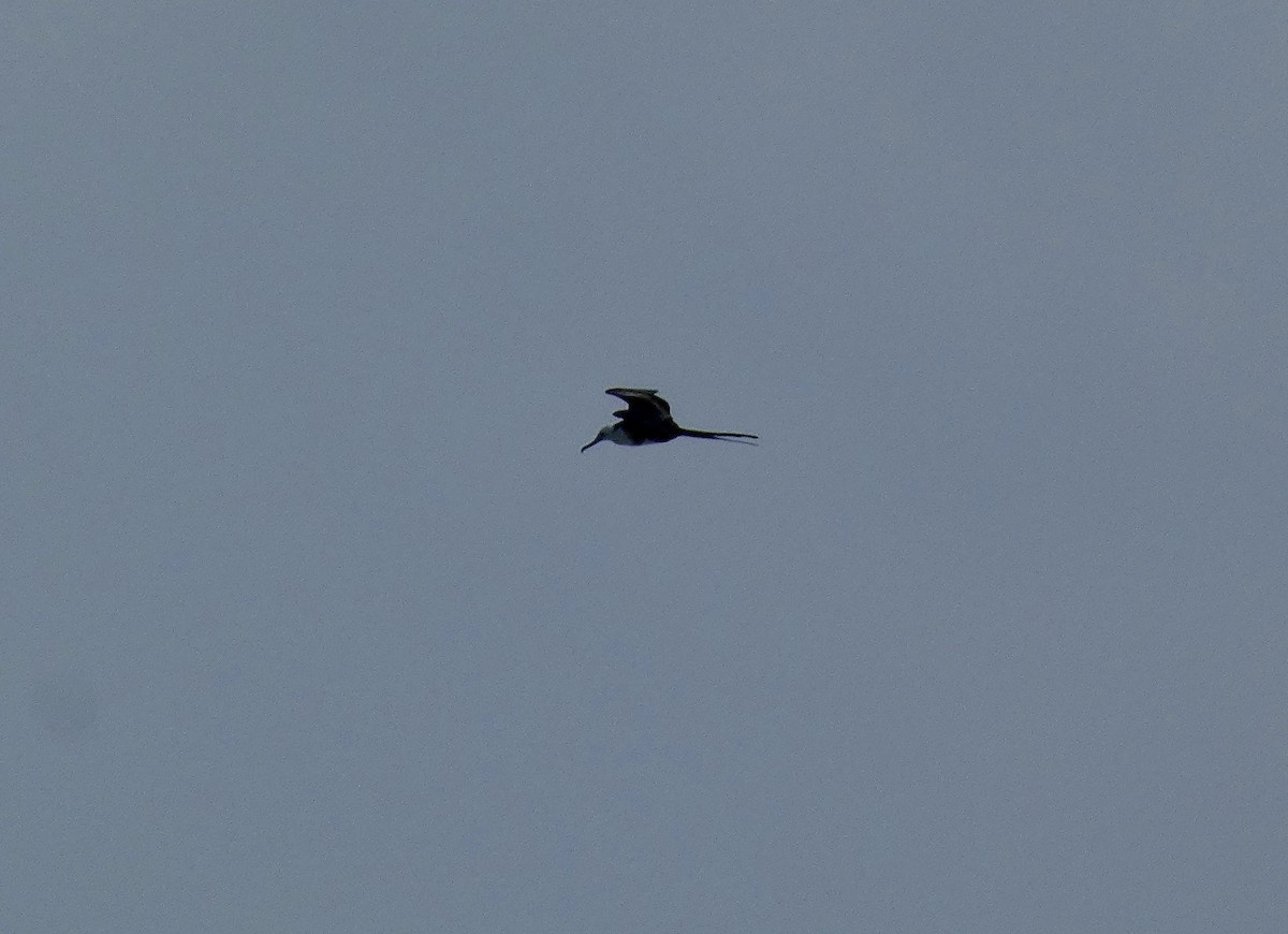 Magnificent Frigatebird - ML647485805