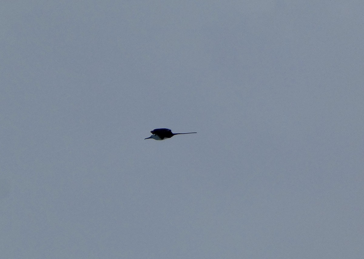 Magnificent Frigatebird - ML647485806