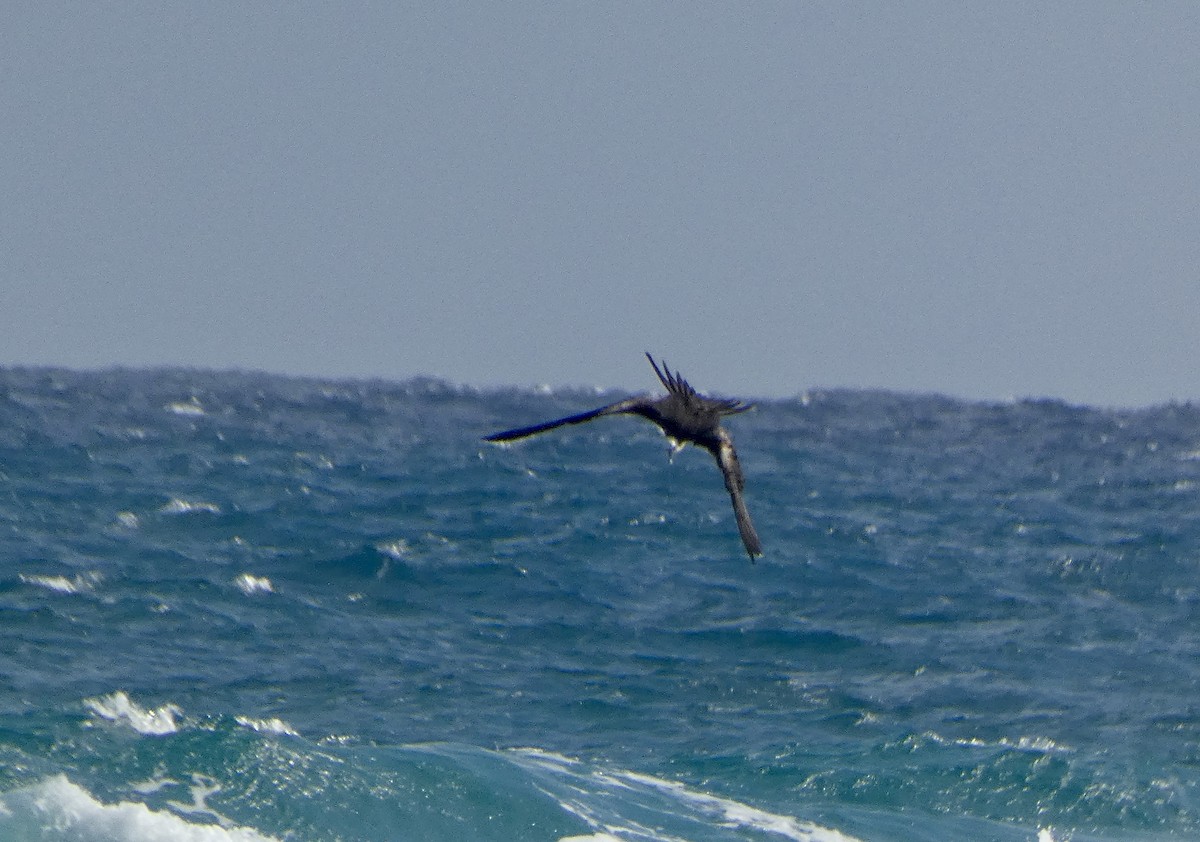 Magnificent Frigatebird - ML647485812
