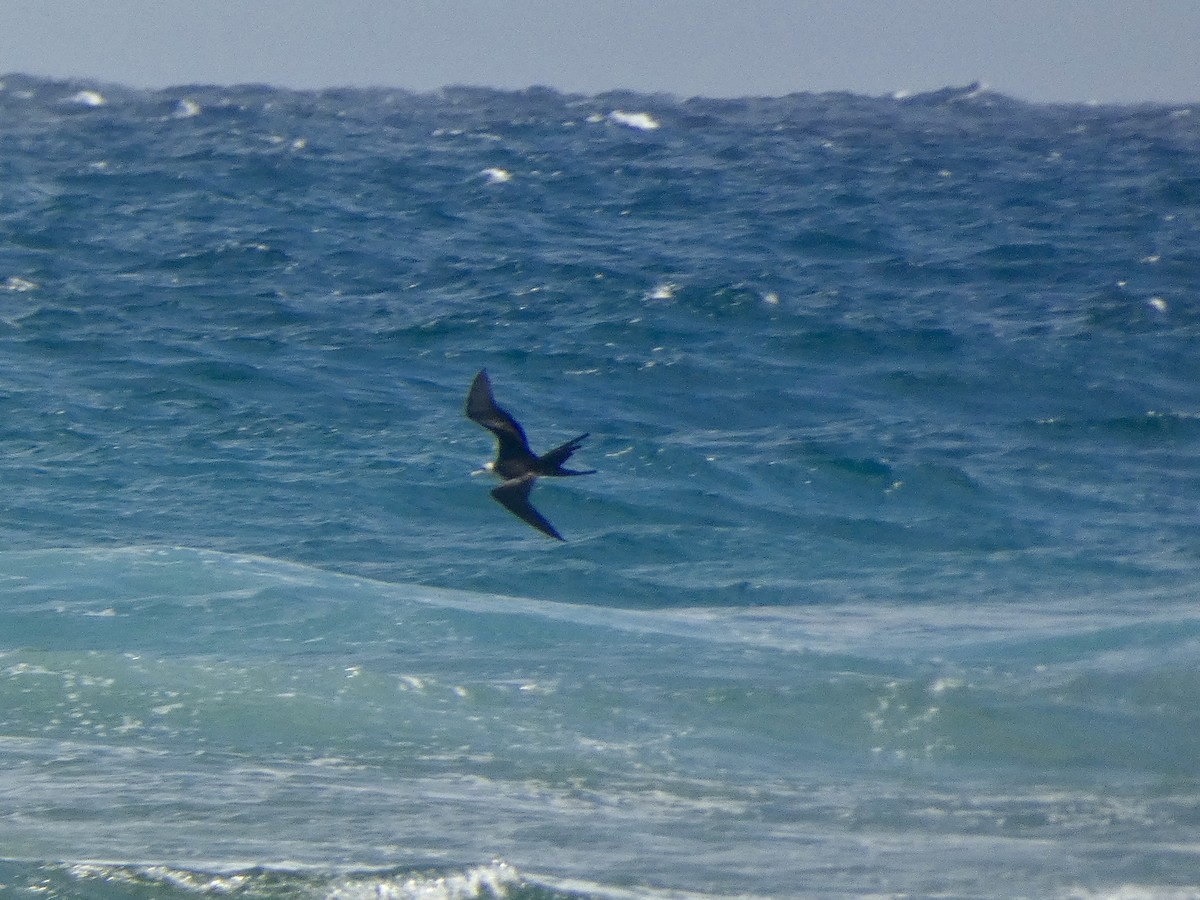 Magnificent Frigatebird - ML647485813