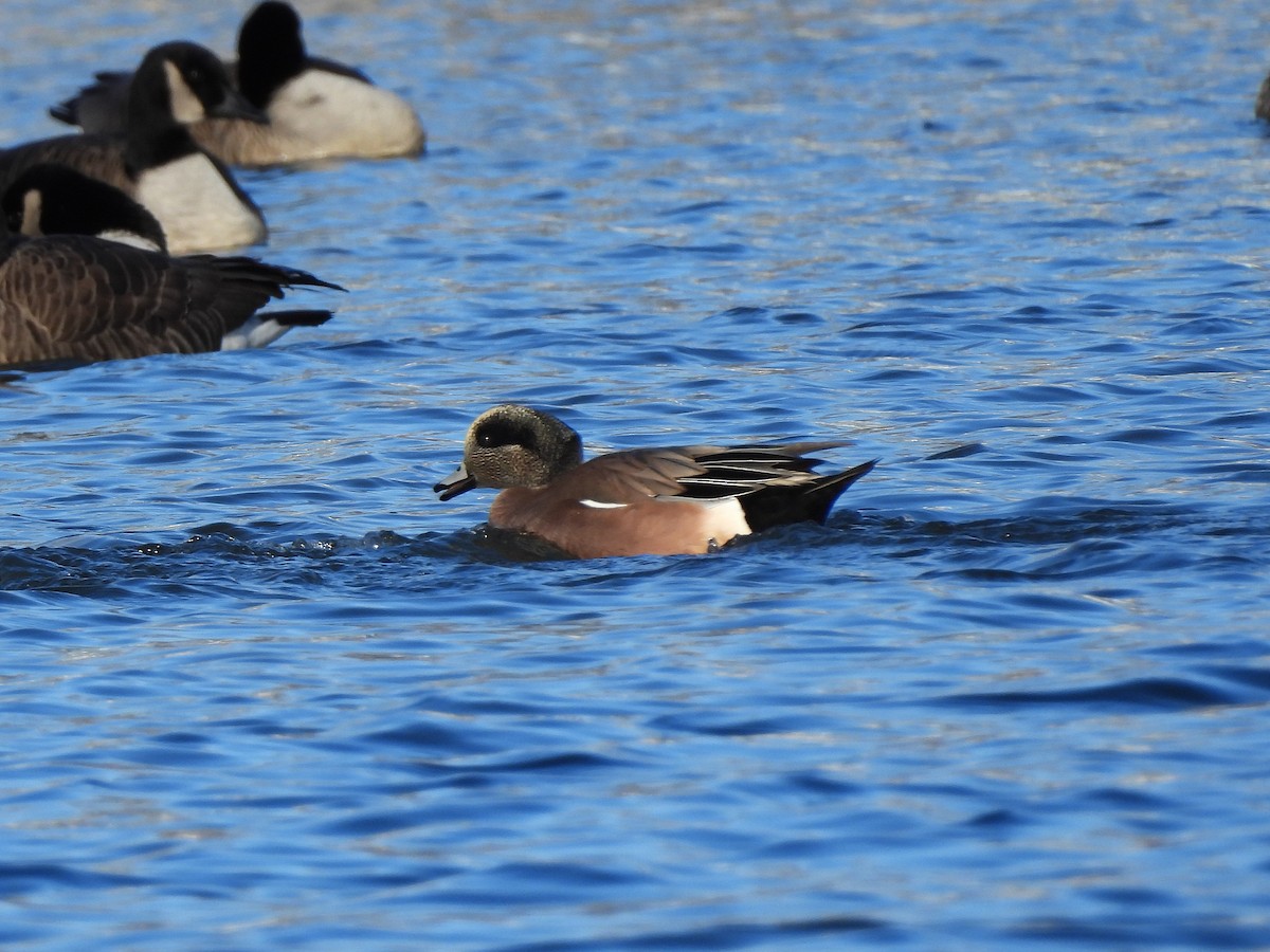 Свищ американський - ML647485820