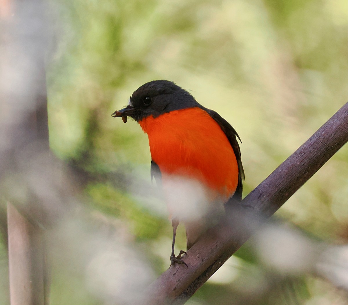 Flame Robin - ML647485838