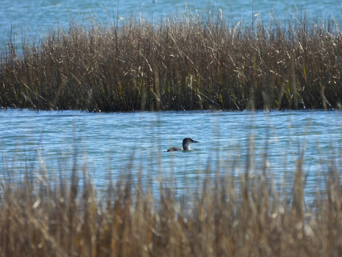 Common Loon - ML647485855
