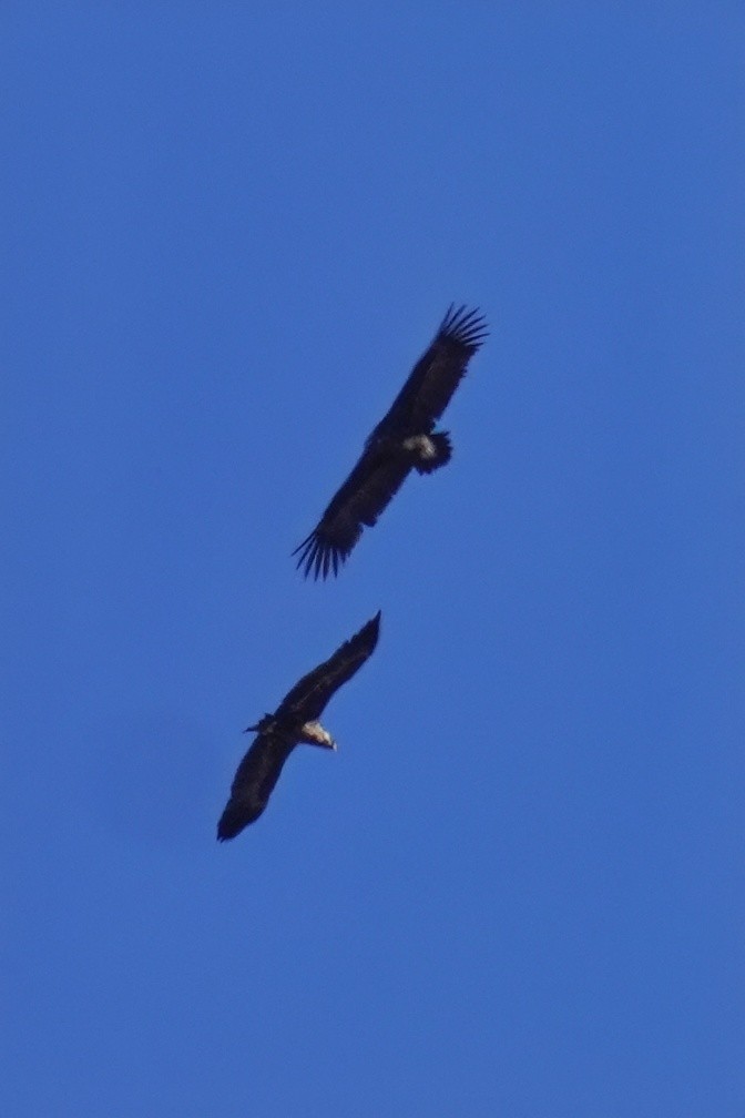 Buitre Negro - ML647485856