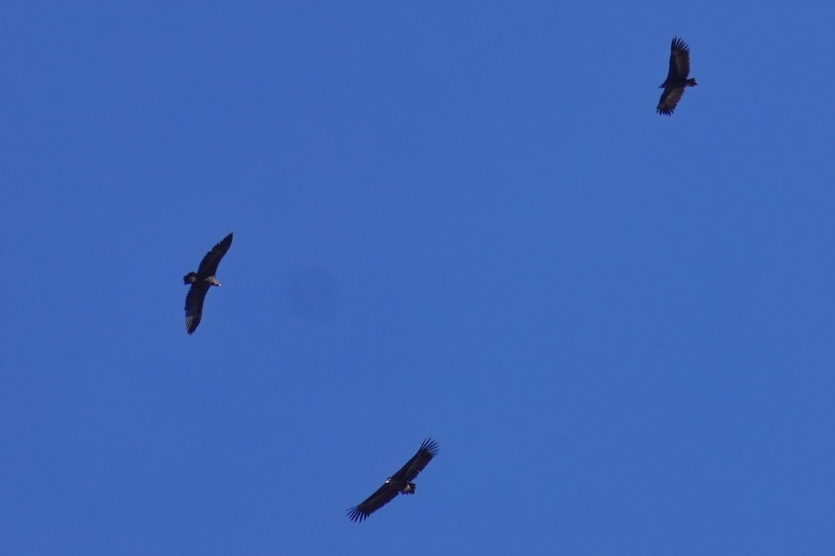 Buitre Negro - ML647485859