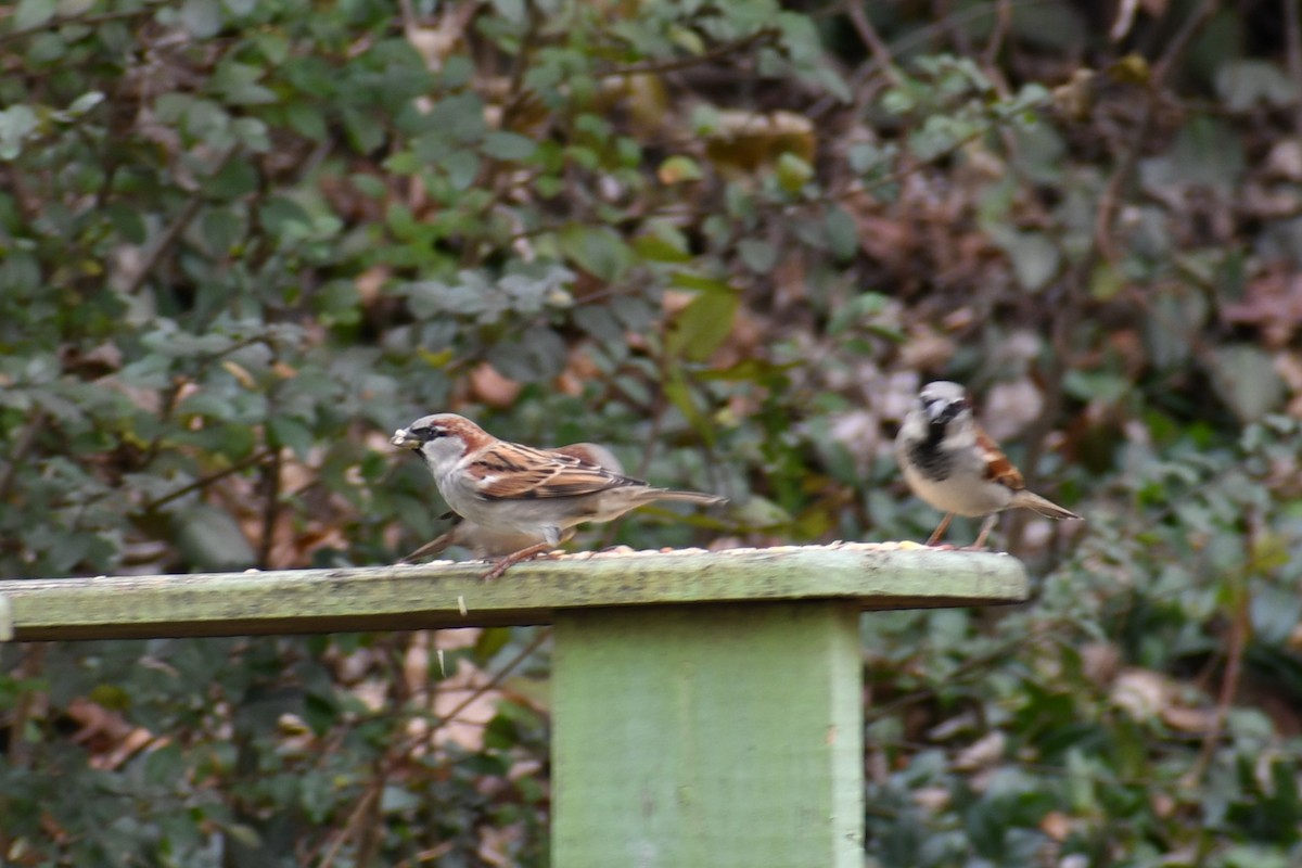 Gorrión Común - ML647485865