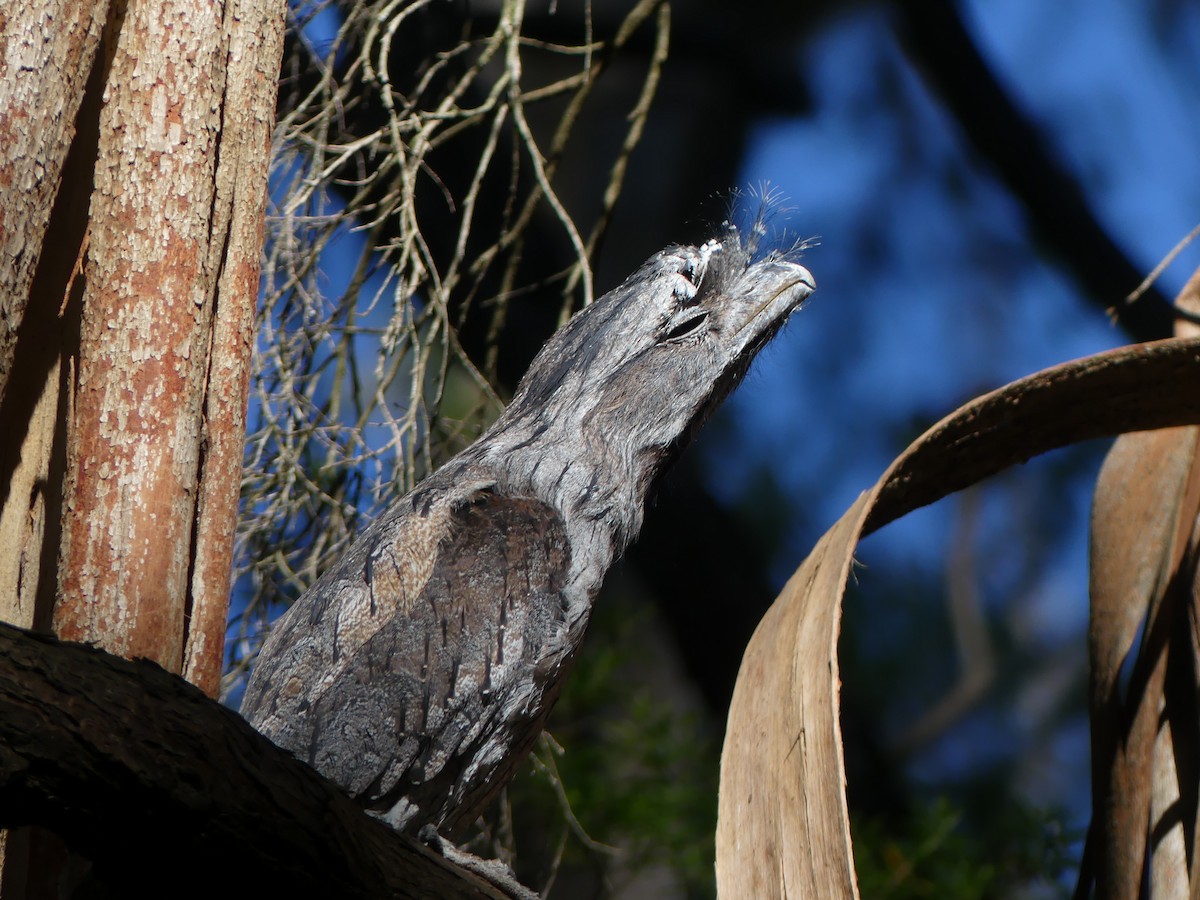 Avustralya Kocaağzı - ML647485868