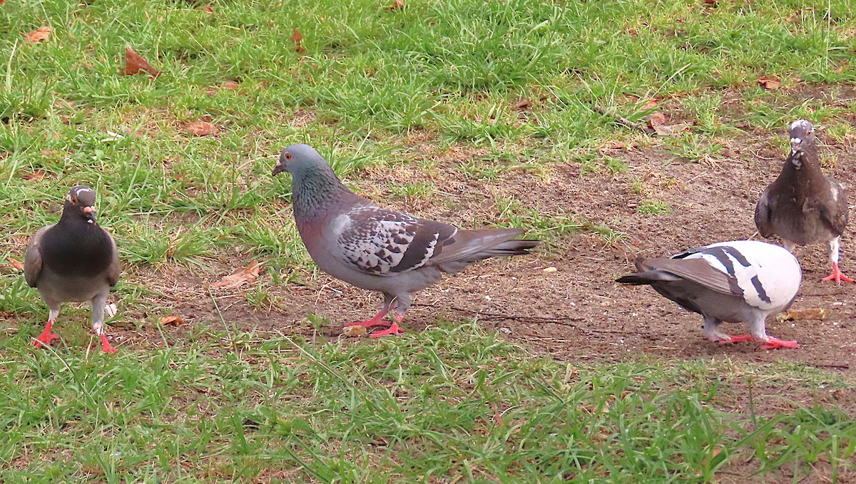 カワラバト（ドバト、家畜型） - ML647485869