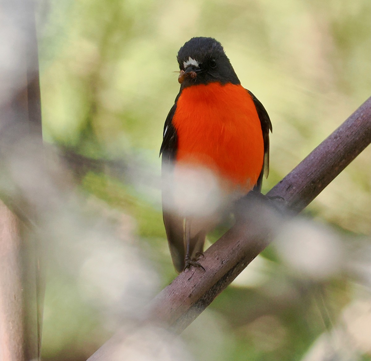 Flame Robin - ML647485880