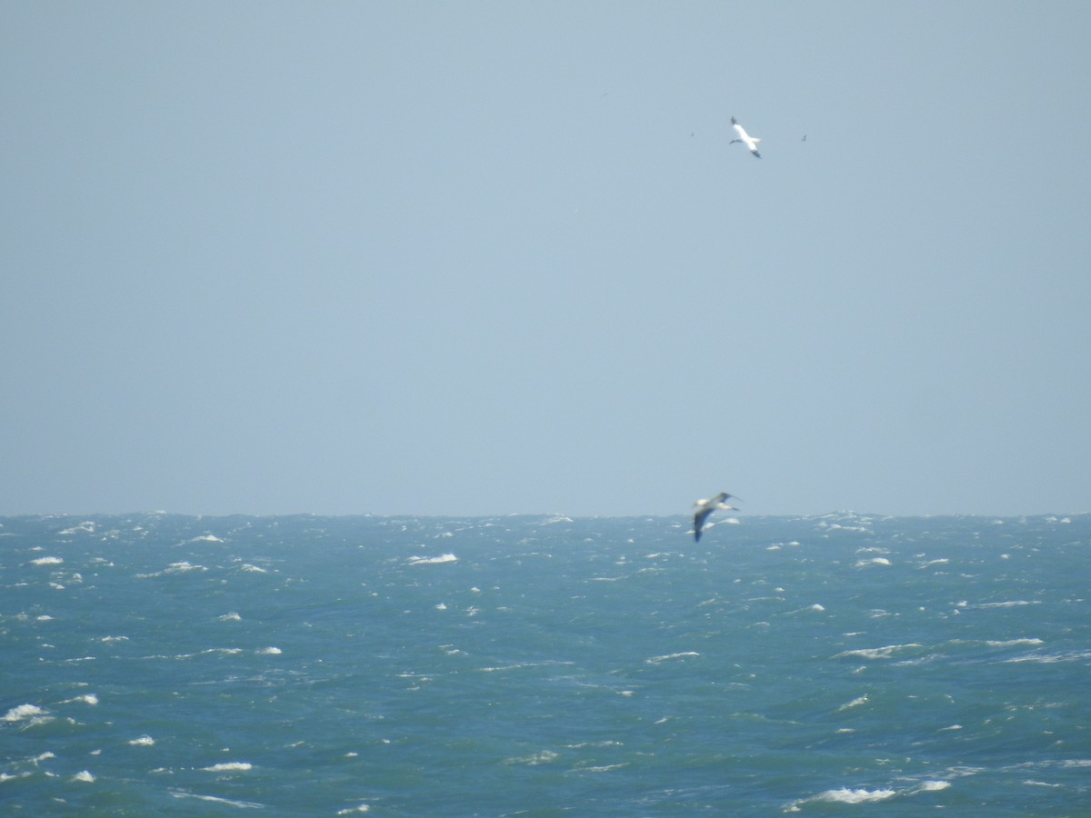 Northern Gannet - ML647485886