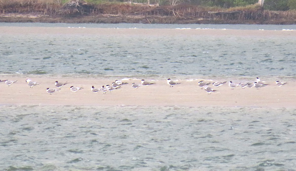 Great Crested Tern - ML647485892