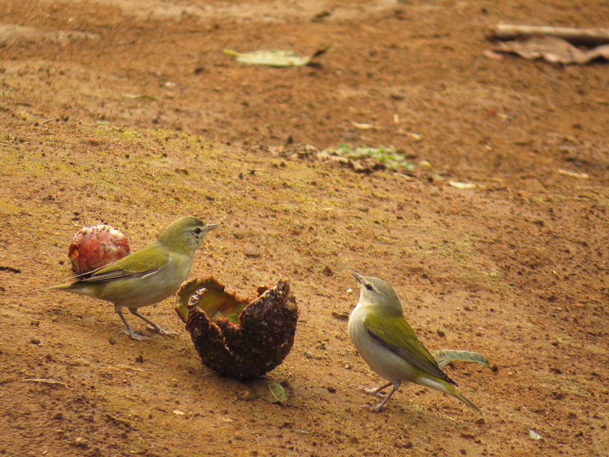 Tennesse Ötleğeni - ML647485904