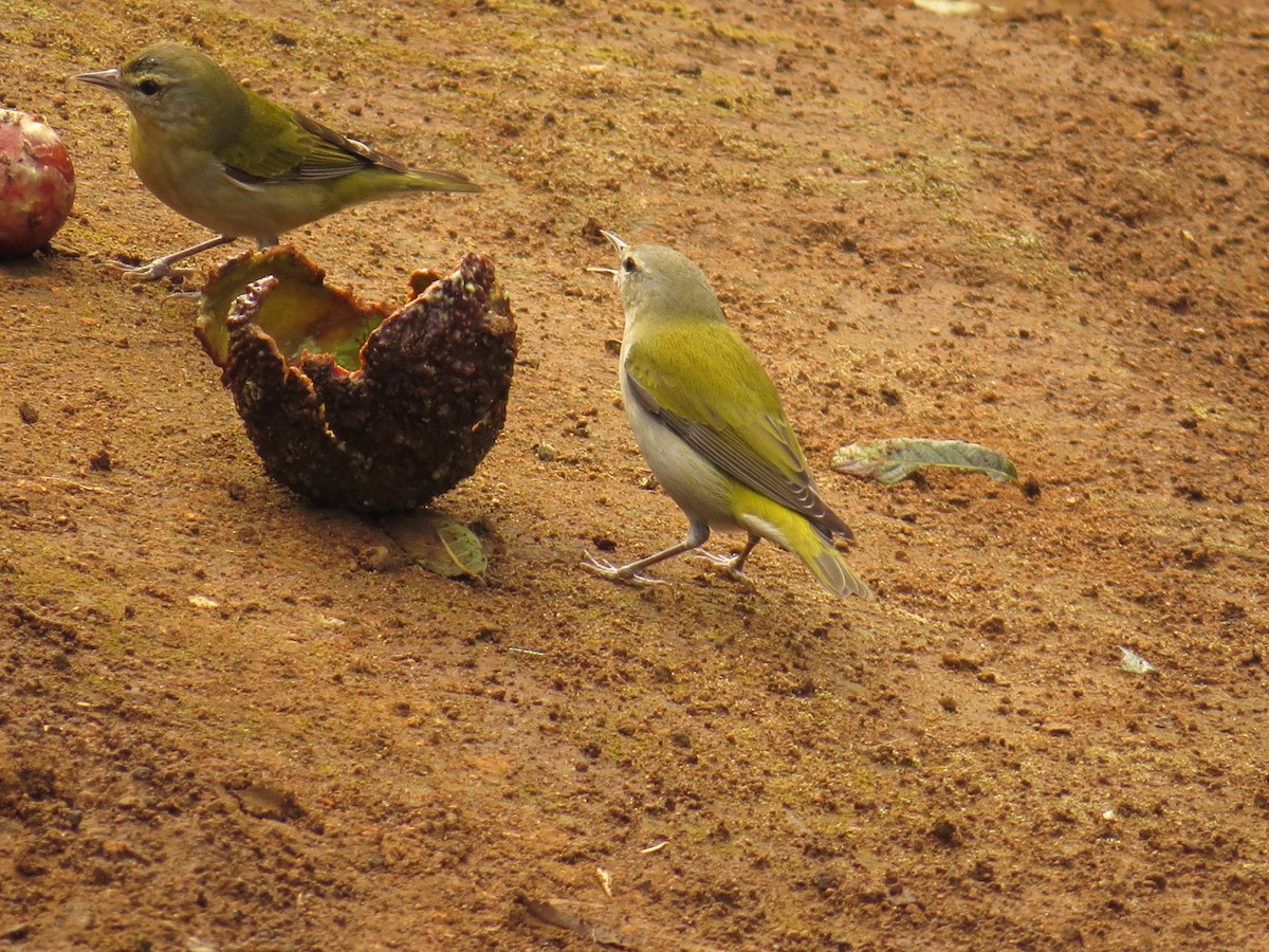 Tennesse Ötleğeni - ML647485905