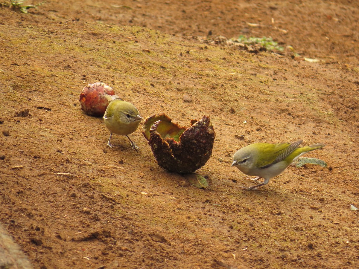 Tennesse Ötleğeni - ML647485906