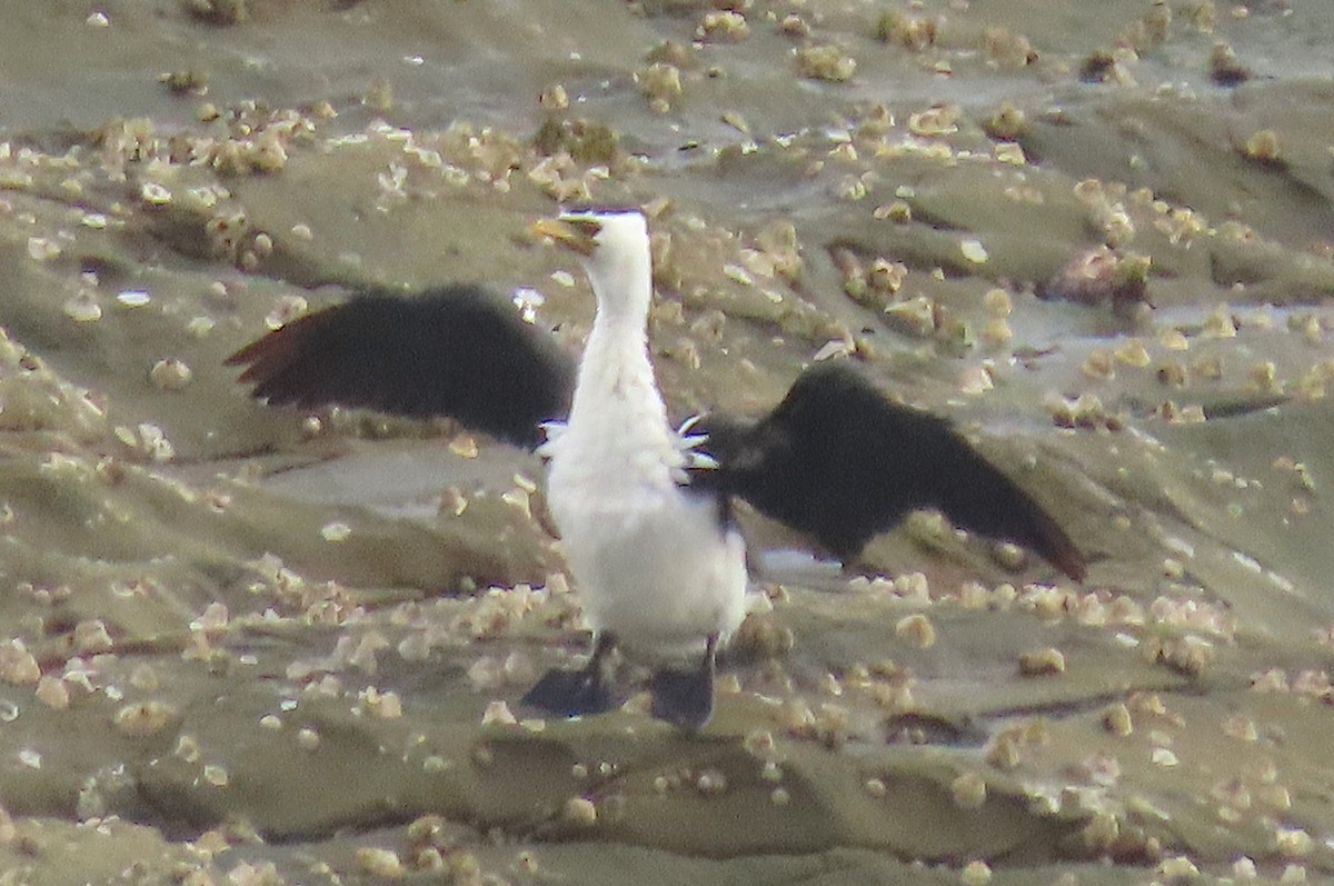 Little Pied Cormorant - ML647485907