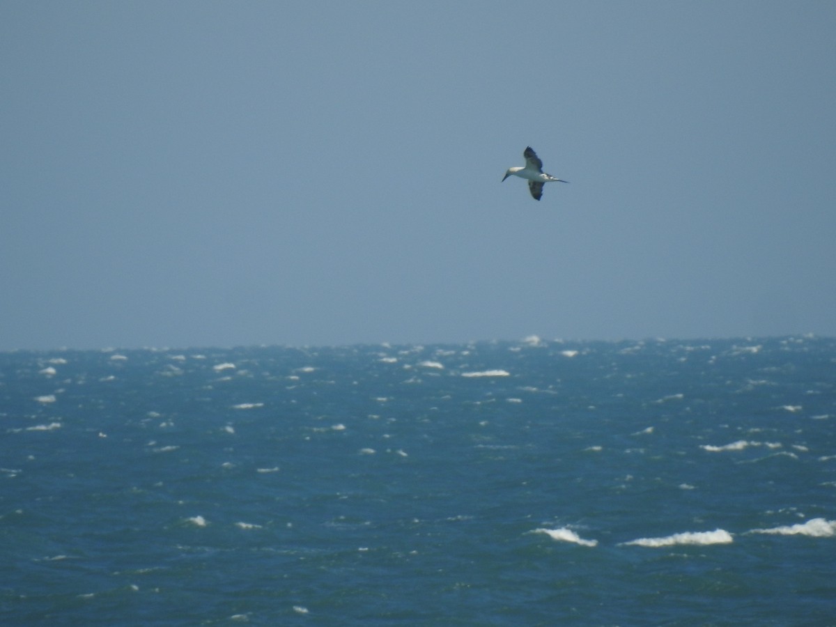 Northern Gannet - ML647485908