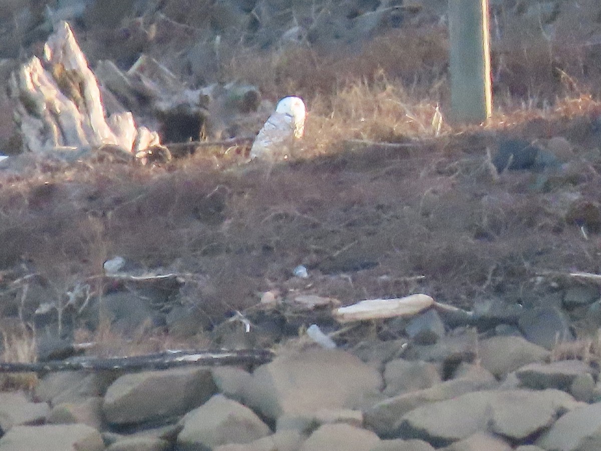 Snowy Owl - ML647485915