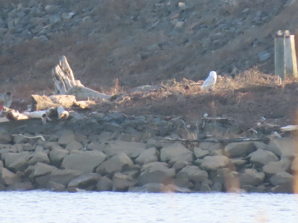 Snowy Owl - ML647485916