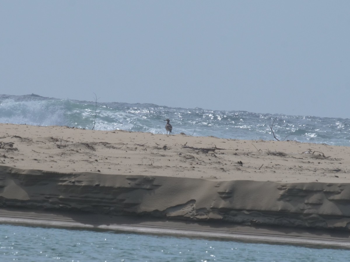 Beach Thick-knee - ML647485922