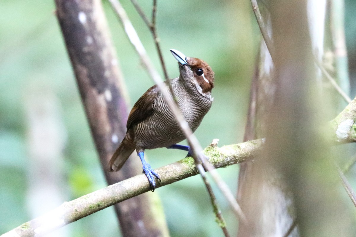 Magnificent Bird-of-Paradise - ML647485926