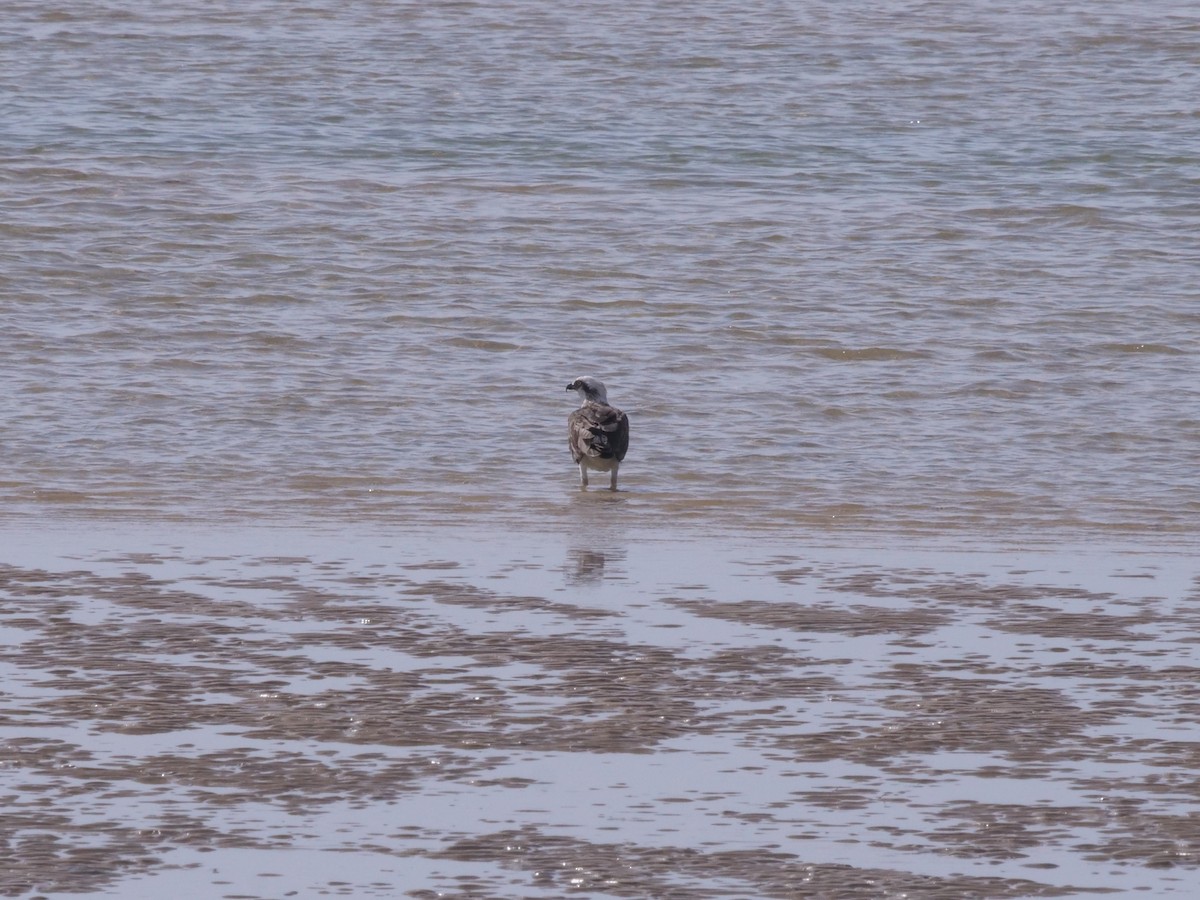 Скопа західна - ML647485931