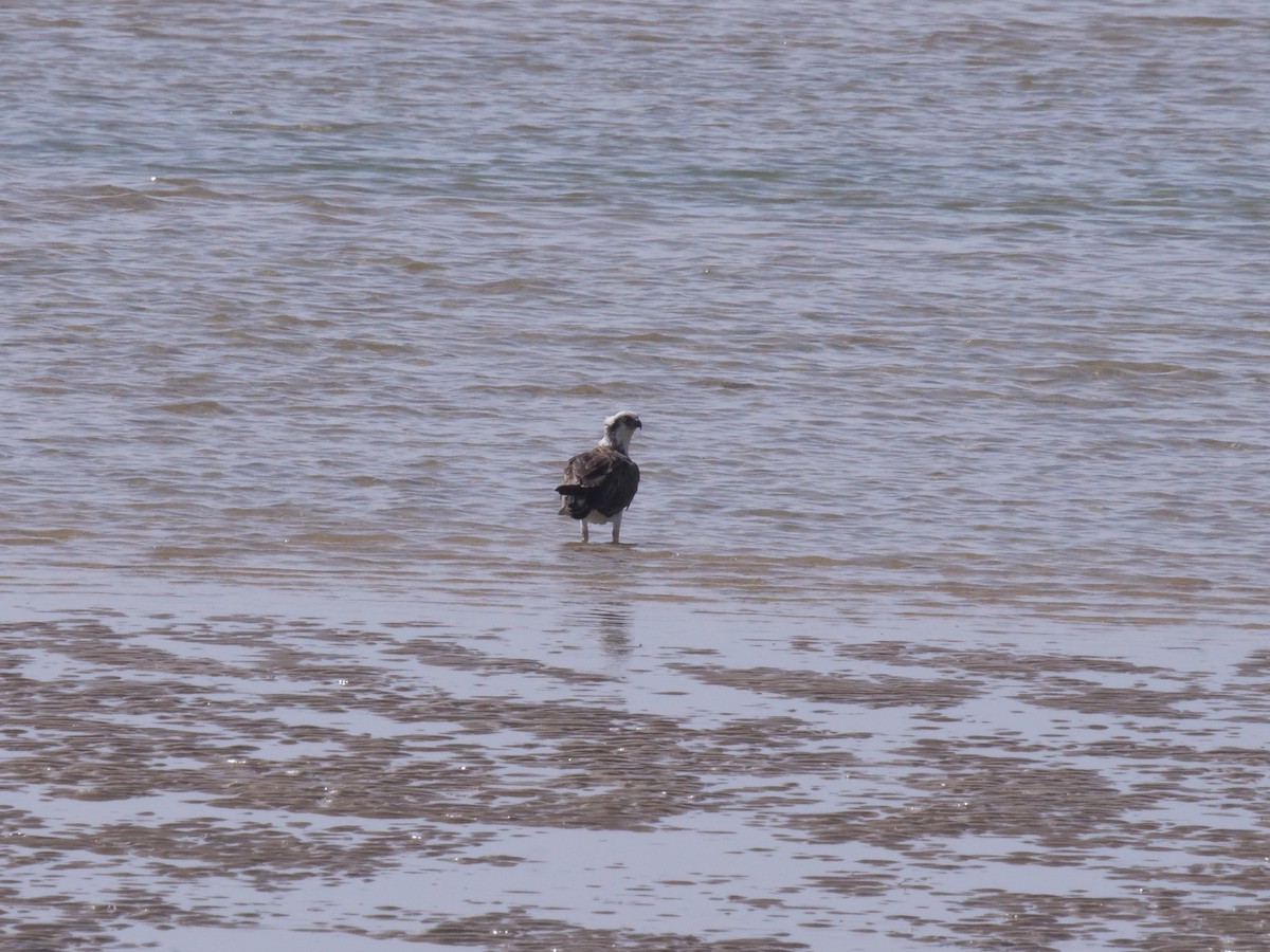 Скопа західна - ML647485932