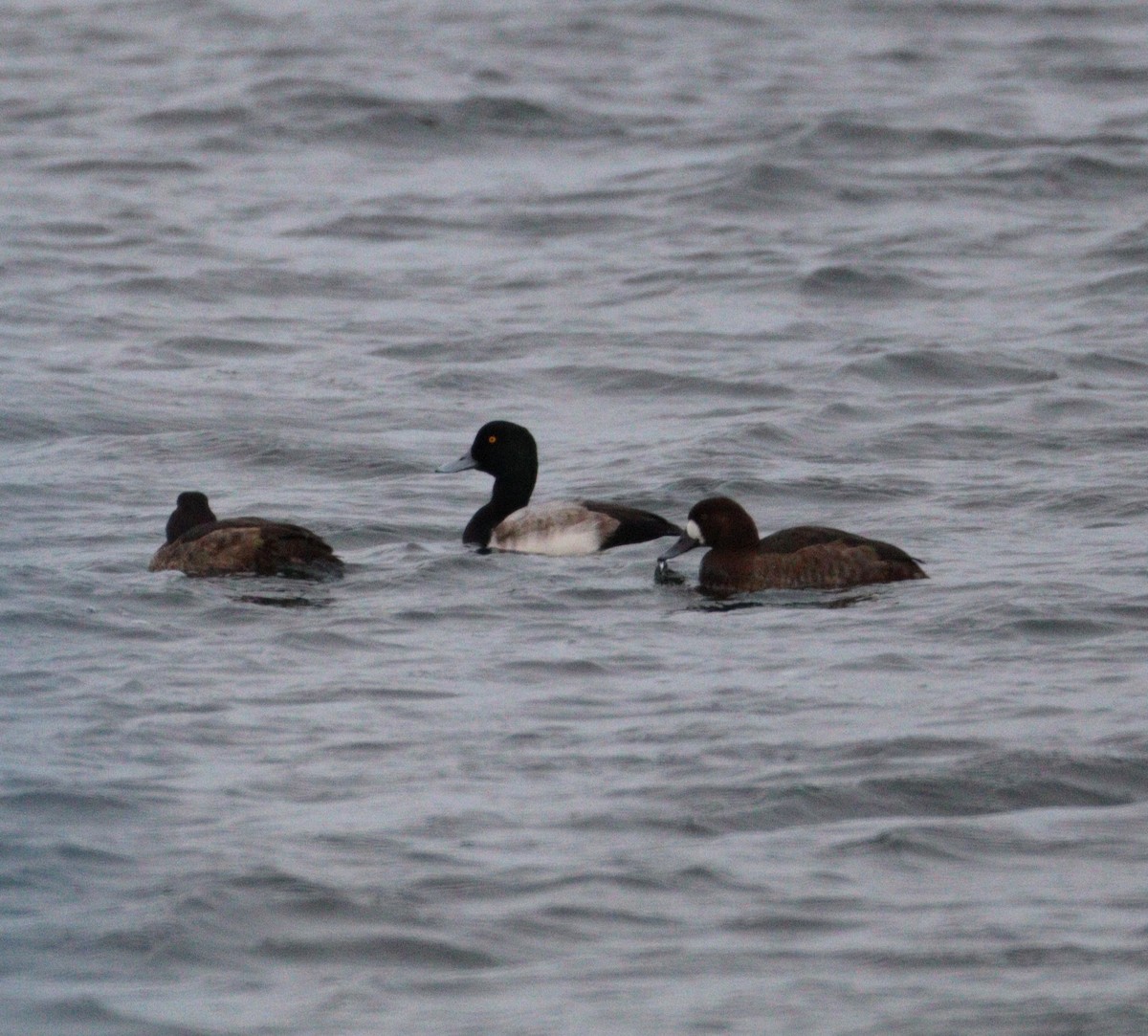 Морская чернеть - ML647485941