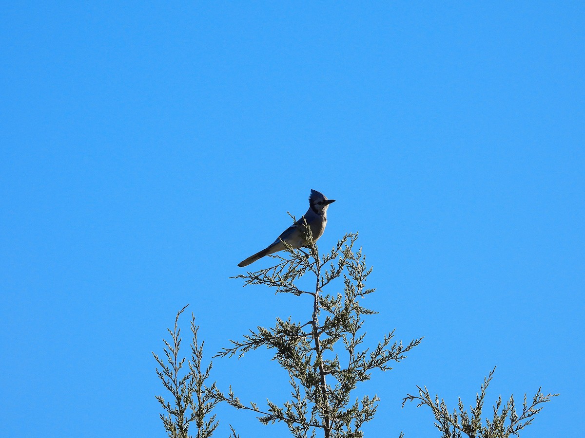 Blue Jay - ML647485971