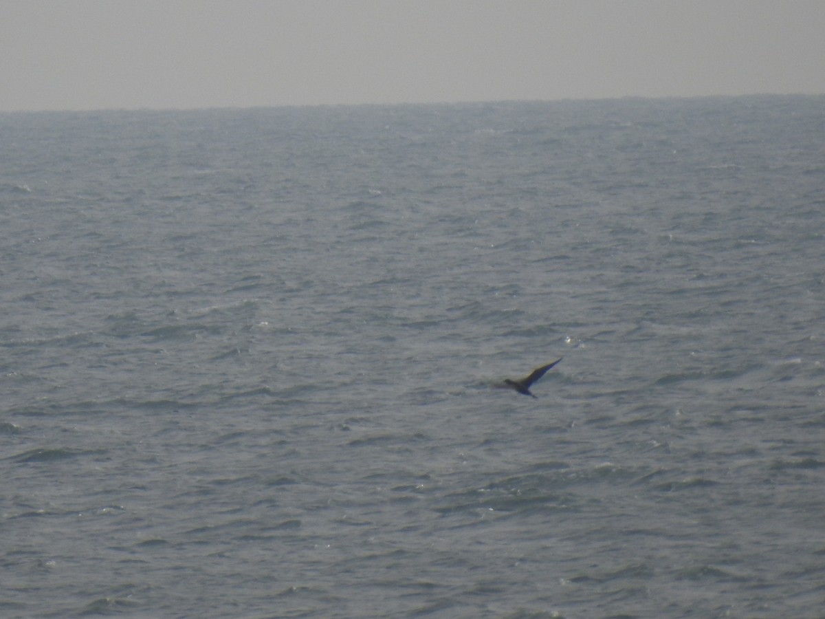 Northern Gannet - ML647485974