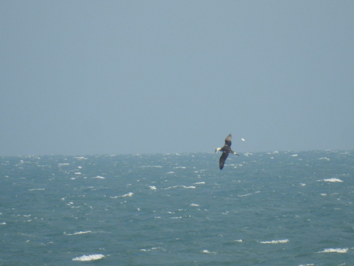 Northern Gannet - ML647485975