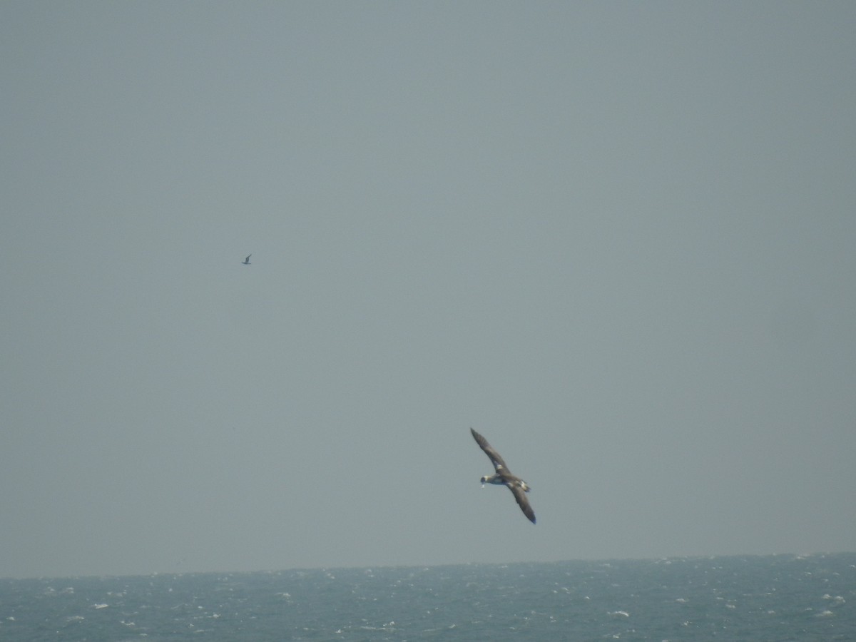 Northern Gannet - ML647485976