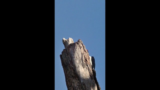 Kırmızı Başlı Ağaçkakan - ML647485985