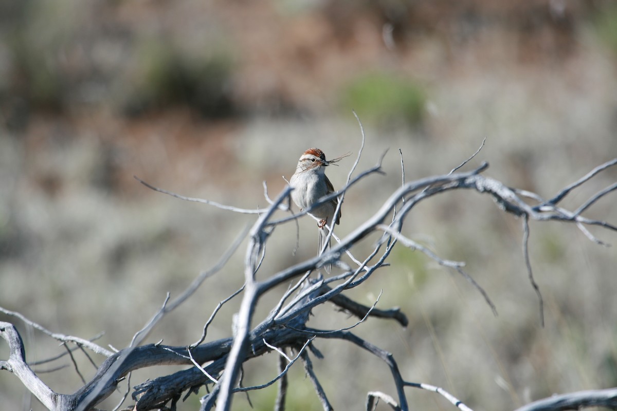 Chipping Sparrow - ML647486001