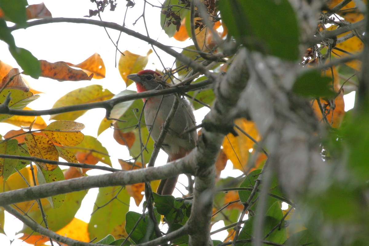 Rose-throated Tanager - ML647486018