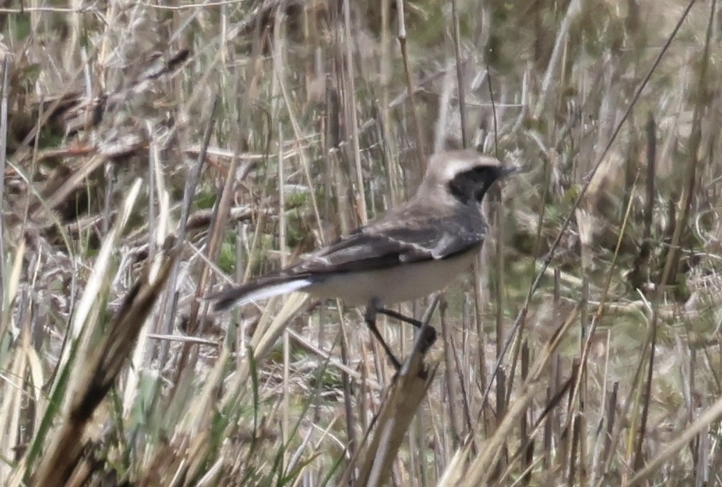 Мяраан чогчиго - ML647486021